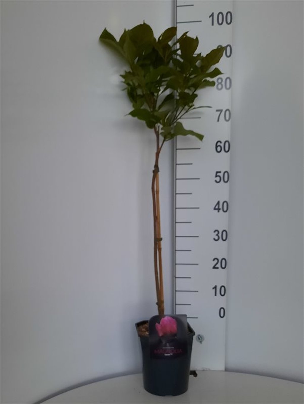 Magnolia 'Genie' - 60 CM Stem C5 - 2yr Crown